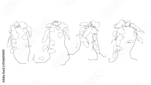 Trailing Heartleaf Vines Botanical Illustration