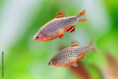 Decorative aquarium fish microrasbora galaxy. Macro view celestial pearl danio Margaritatus galaxy. Selective focus. Shallow depth of field. Green red plants defocused background. 