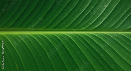 Close-up shot of a vibrant green leaf with detailed veins and texture in nature