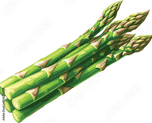 Vector watercolor painted illustration of an asparagus