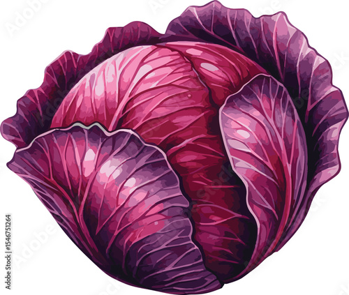 Vector watercolor painted illustration of a red cabbage