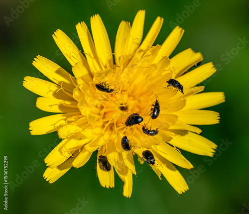 Brodawnik jesienny (Scorzoneroides autumnalis (L.)