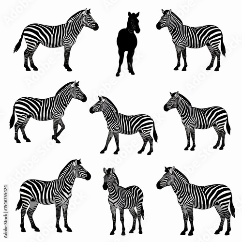 Zebra animals standing together wildlife isolated art