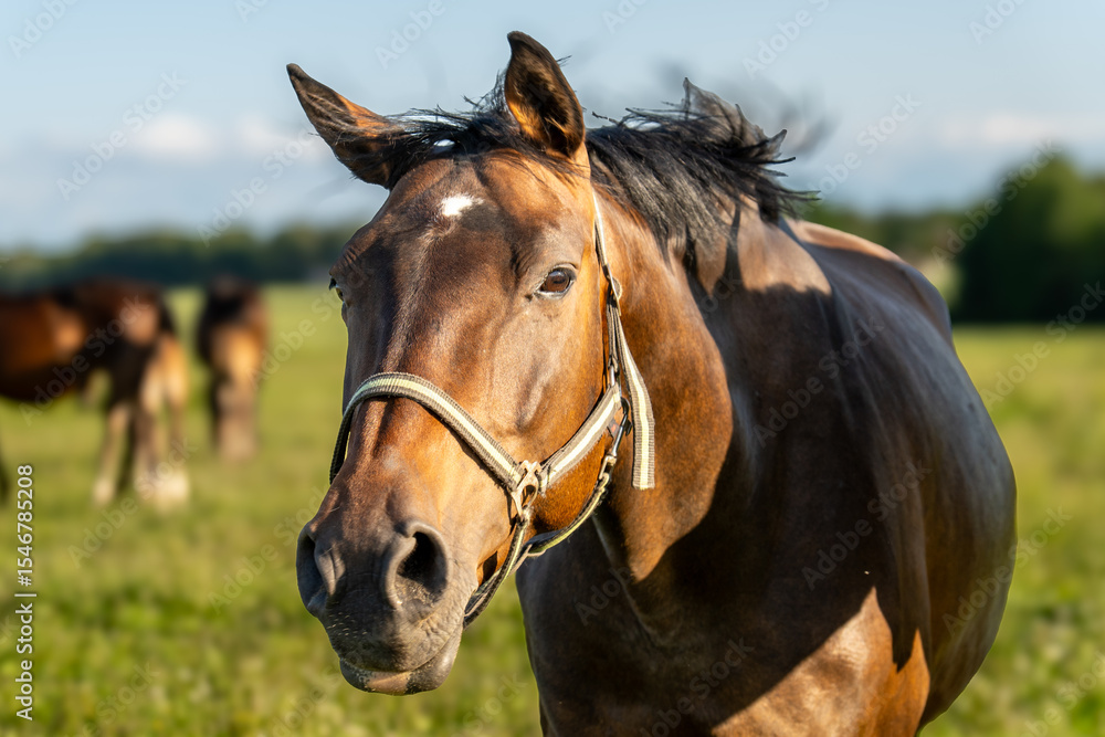 Fototapeta premium Portrait of Domestic Mare with Halter in Green Pasture under Soft Afternoon Light