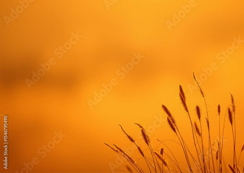 wheat field at sunset