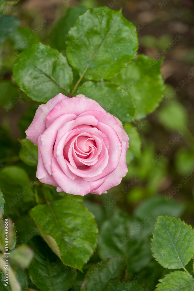Fototapeta premium Rose (Bourbon and Climbing Bourbon), selective focus