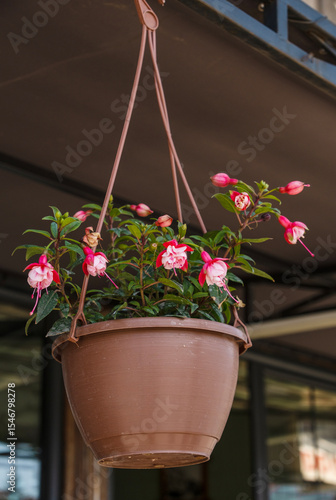 Photos Flowers (Fuchsia 'Sir Matt Busby') Sir Matt Busby in a pot