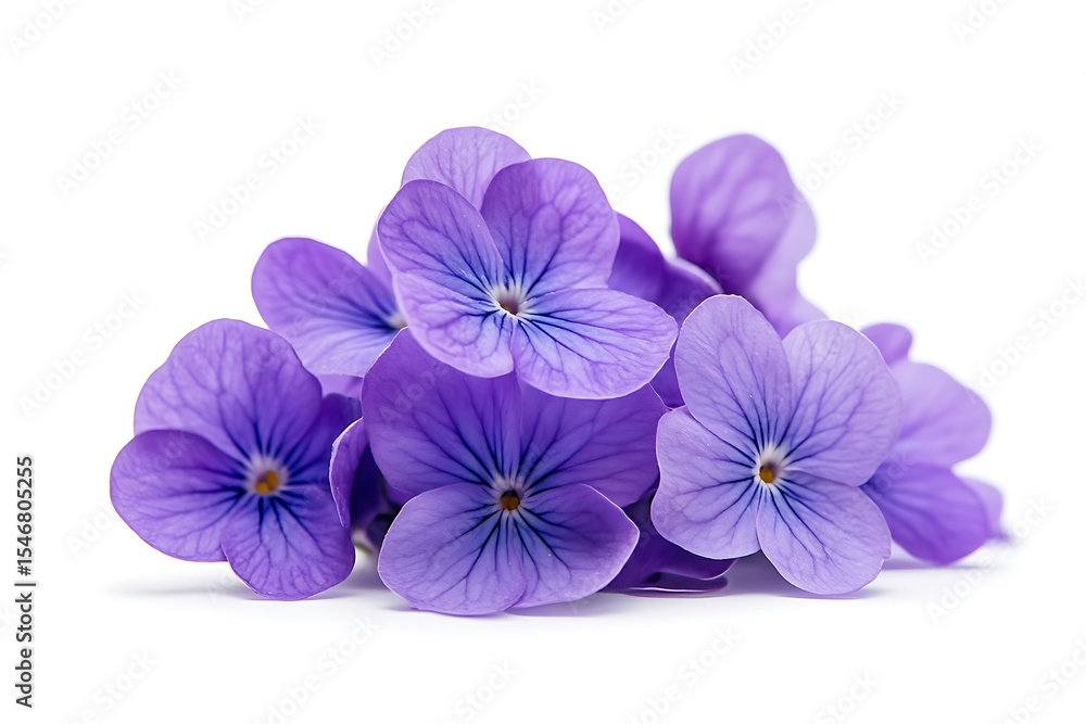 Obraz premium A delicate cluster of violet petals creates a stunning floral arrangement isolated