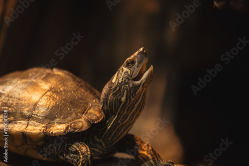Animals and waterfall are happier than us