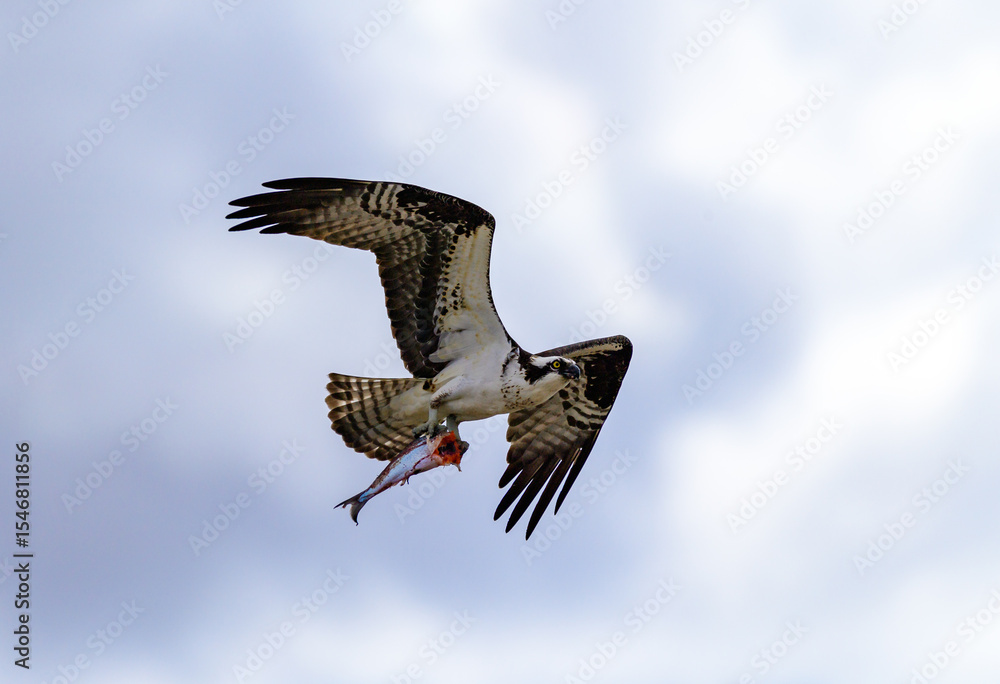Obraz premium A large bird of prey flies against the backdrop of clouds with fish in its paws in Utah, USA.