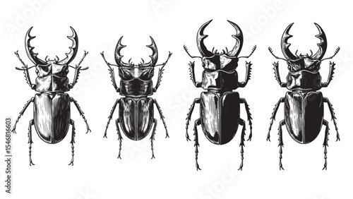 Engraved beetle illustration vintage insect bug mandibles strong nature detailed bold classic graphic outline