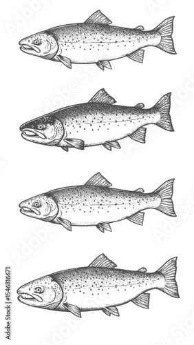 Engraved salmon illustration vintage fish swimming detailed scales bold classic graphic natural aquatic design