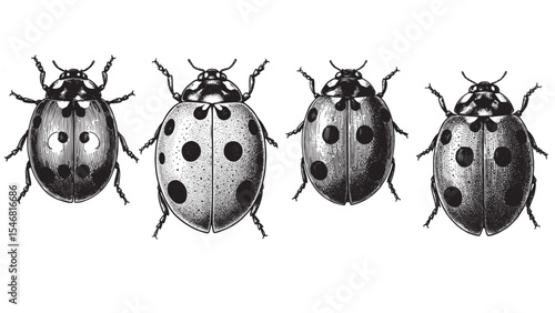 Engraved ladybug illustration vintage insect bug wings dotted nature detailed bold classic graphic outline
