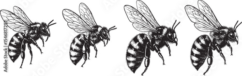 Engraved bee illustration vintage insect pollinator wings honey nature detailed bold classic graphic outline