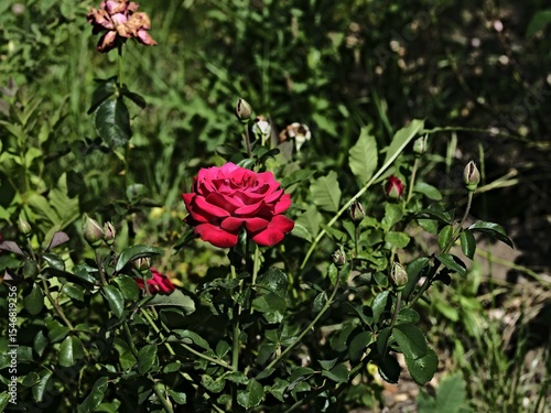 Wallpaper Mural Brindabella rose Torontodigital.ca