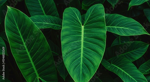 Lush Green Leaves with Detailed Veins Against Dark Background