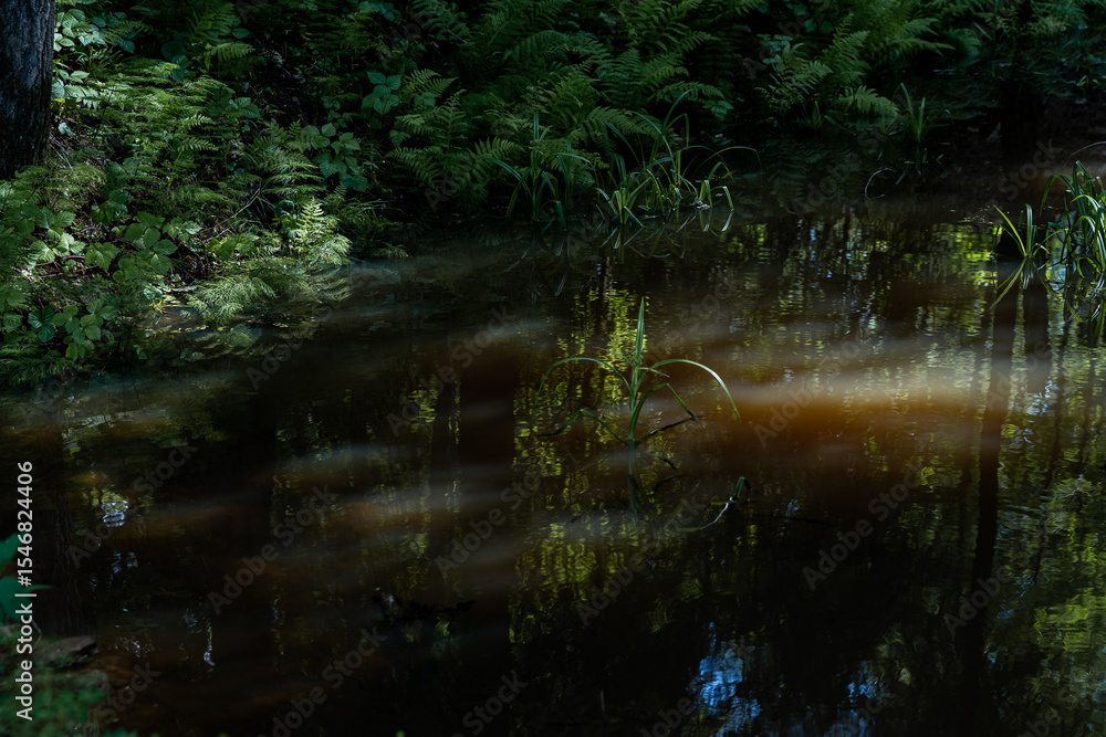 Fototapeta premium sunlit fern reflections in shaded woodland pond