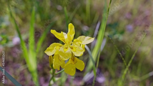 yellow iris bloom beside lakeside water