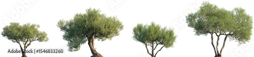 фотографія Set of Olea europaea (The olive) frontal set street trees isolated png on a tran