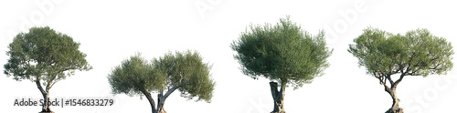 Set of Olea europaea (The olive) frontal set street trees isolated png on a transparent background perfectly cutout	