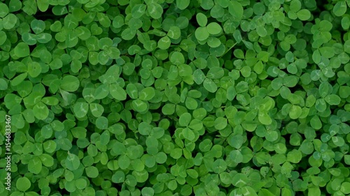 verdant carpet of tiny round leaves