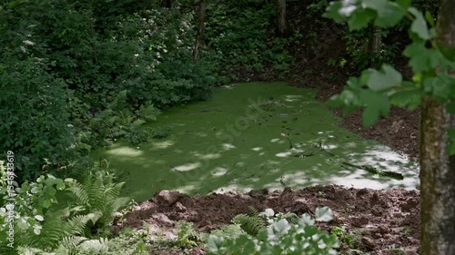 lush woodland scene above a duckweed filled pond
