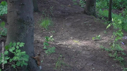 nimble red squirrel climbing spruce trunk