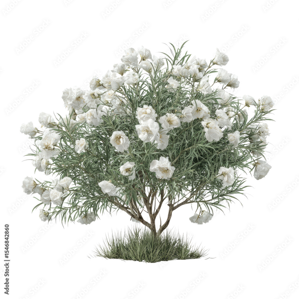 Obraz premium Stunning White Desert Bloom: A Breathtaking Closeup of a Flowering Shrub