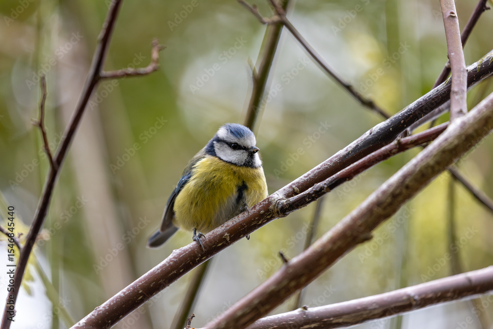 Fototapeta premium Blue Tit (Cyanistes caeruleus), common across Europe, spotted in Phoenix Park, Dublin.