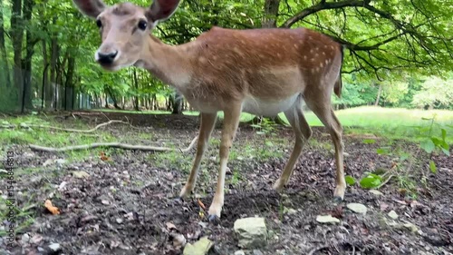 Roe deer being fed on a sunny day