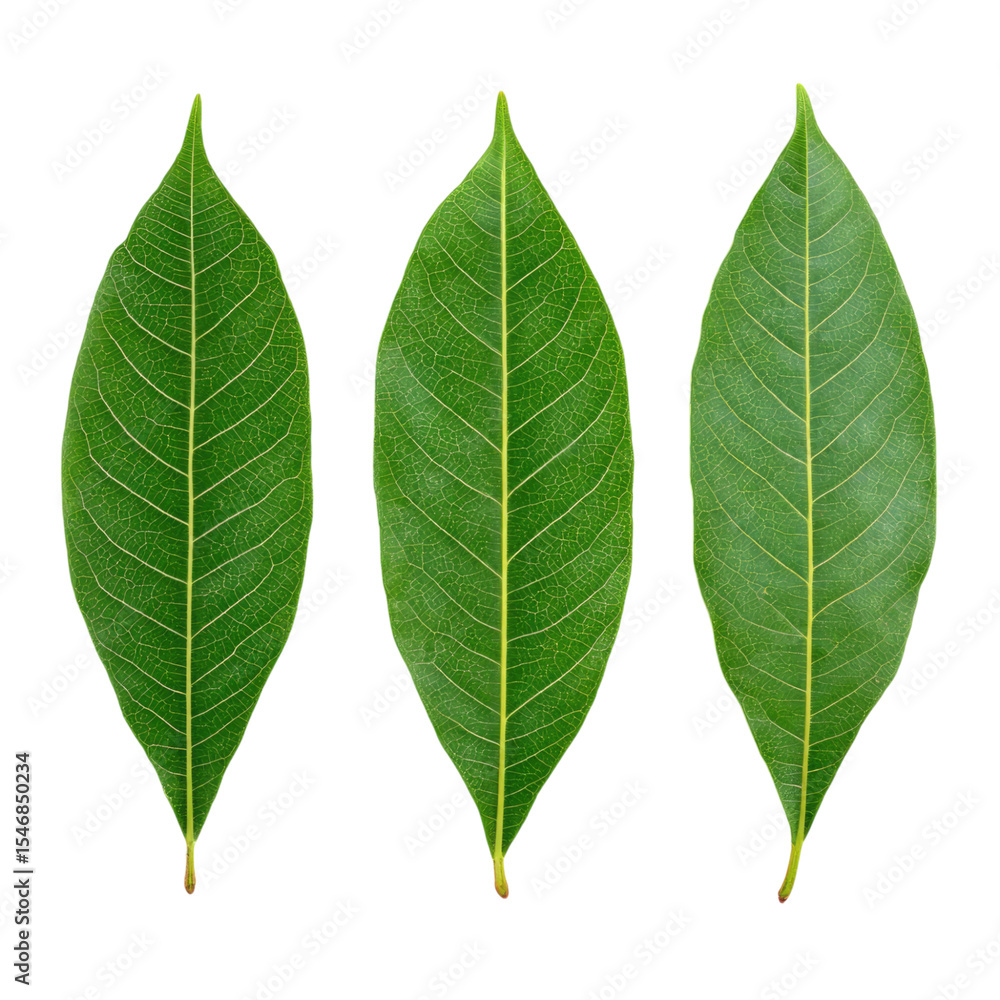 Obraz premium Three Lush Green Leaves Isolated on White Background