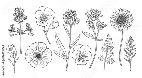 Collection of botanical illustrations of various flowers in a hand-drawn style for herbarium and floral design concepts