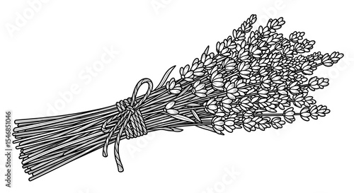 Bouquet of dried lavender tied with twine in a hand-drawn style for herbal decoration and crafts