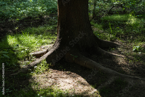 Majestic Tree Roots Stretching Across the Lush Green Forest Under Glorious Sunlight