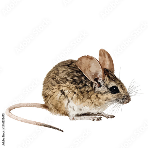 Jerboa, small rodent, isolated illustration