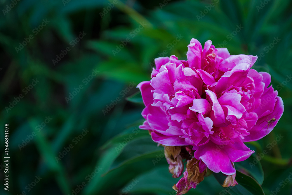 Close-up of a blooming pink peony flower with ruffled petals and a small spider on one petal, captured in natural light against a soft green background.
Close-up of a blooming pink peony flower with ruffled petals and a small spider on one petal, captured in natural light against a soft green background.
