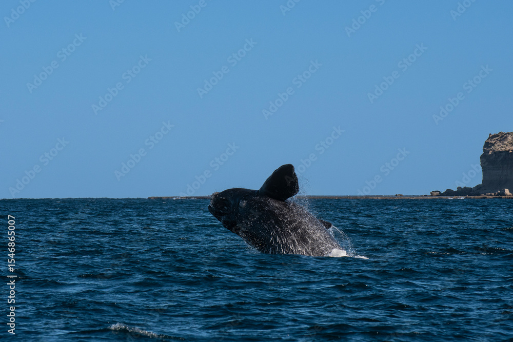 Fototapeta premium Sohutern right whale jumping, endangered species, Patagonia,Argentina