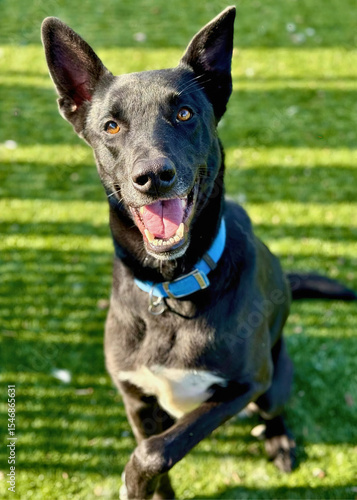 Wallpaper Mural Playful Belgian Malinois Mix Dog on Green Grass Torontodigital.ca