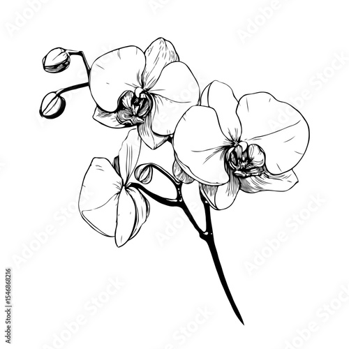 Elegant orchid Phalaenopsis flower with blooming petals and buds in hand-drawn ink sketch style on white background, symbolizing natural beauty and elegance