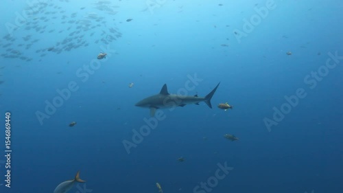 Wallpaper Mural In the Pacific Ocean, a school of tuna fish swims alongside a shark near the Galapagos Islands. The game fish divide and regroup in the clear, fresh water. Torontodigital.ca