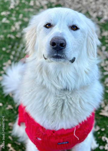 Wallpaper Mural White Great Pyrenees Dog Wearing Red Harness Torontodigital.ca