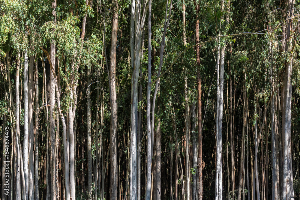Obraz premium Forest planted with eucalyptus on a farm in the State of São Paulo, Brazil