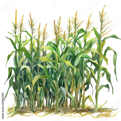 Corn Stalks Bending Breeze, watercolor drawing vector, isolated on a white background.