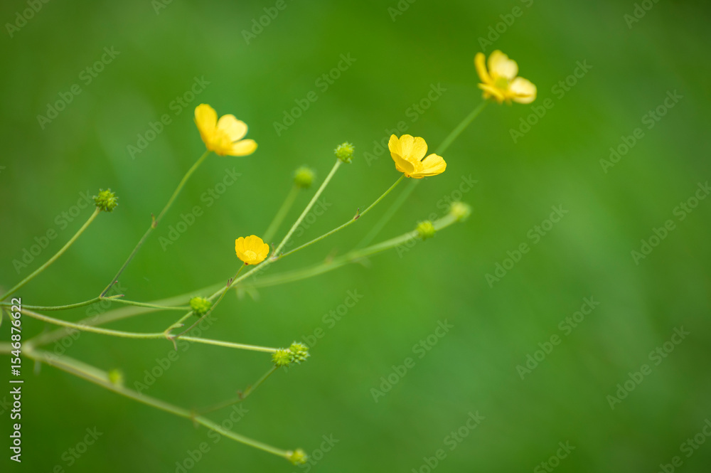 Buttercups and grasses in a field yields a soft springtime feel using a selective focus to isolate the wildflowers. Spring in the Pacific Northwest is a special time with many colorful wildflowers. Buttercups and grasses in a field yields a soft springtime feel using a selective focus to isolate the wildflowers. Spring in the Pacific Northwest is a special time with many colorful wildflowers.