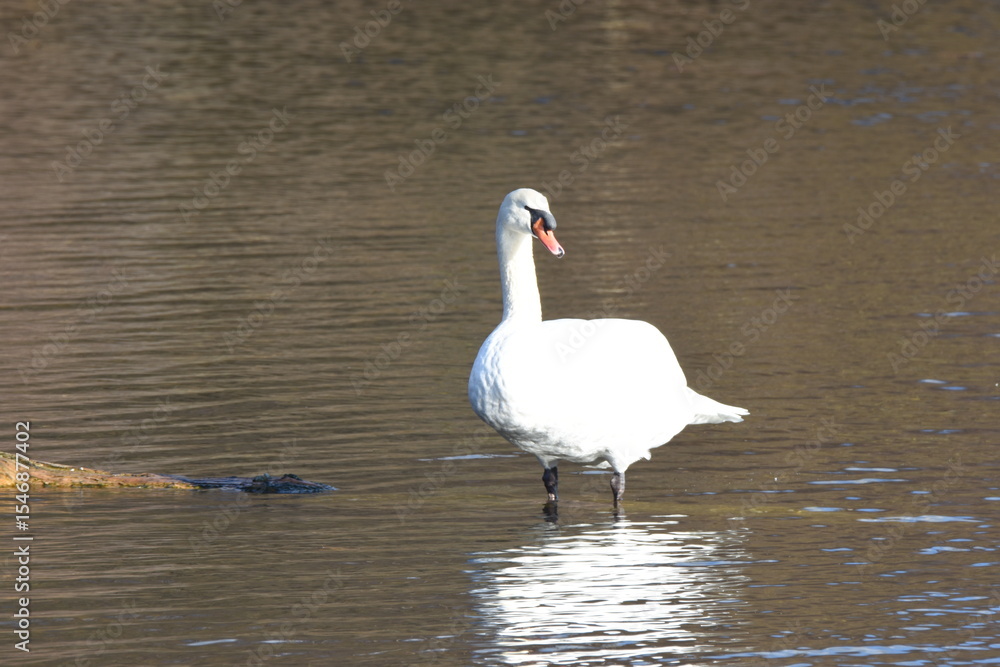 Obraz premium swan on the lake