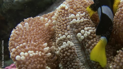Observe anemone fish nestled amongst coral. Watch these sea creatures in their anemone home, located in the vibrant coral reef of the Maldives. A tranquil view of ocean life.