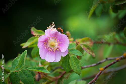 Rosa rubiginosa is a wild rose native to Europe and West Asia seen here in the Pacific Northwest. The berry is called a rose hip and has lots of seeds.can be eaten fresh or dried to use late later.