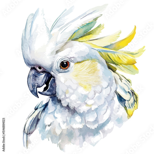 Cockatoo Close Up, watercolor drawing vector, isolated on a white background.