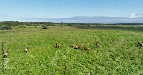 Elk fighting in Open Meadow, Wildlife Nature Scene