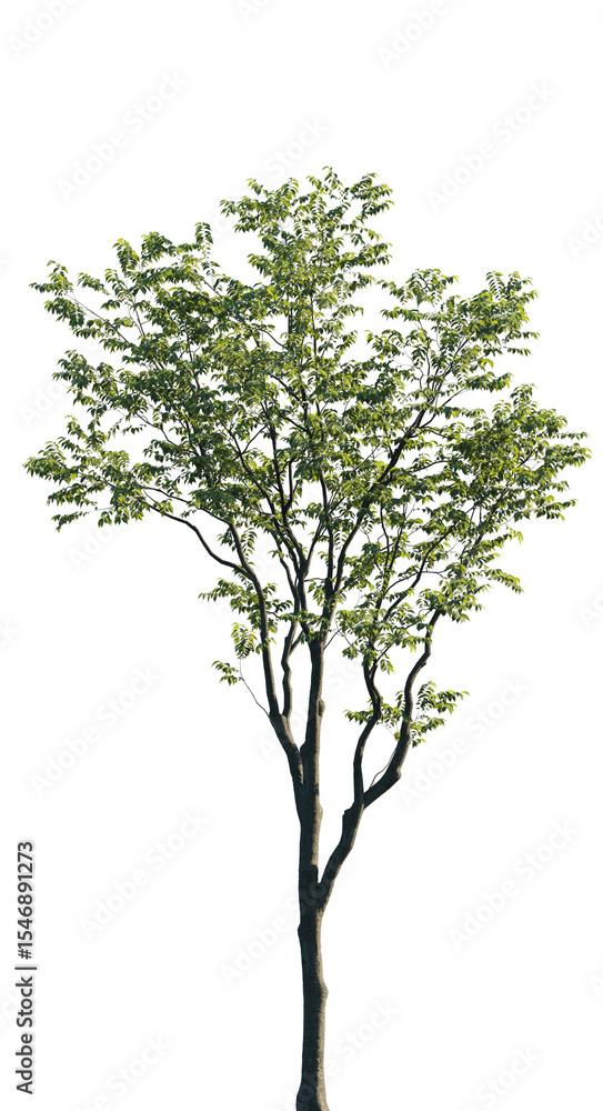 Isolated Celtis australis tree with green leaves on transparent background Isolated Celtis australis tree with green leaves on transparent background